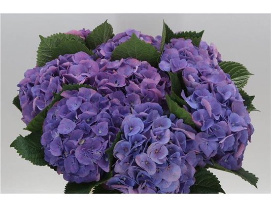 Hortenzija M Beau Calypso Purple c2132