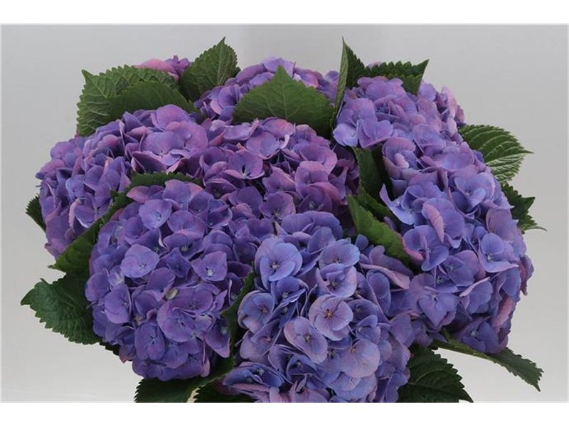 Hortenzija M Beau Calypso Purple c2132
