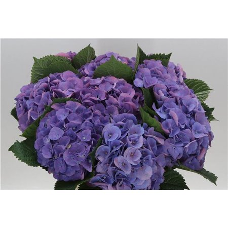 Hortenzija M Beau Calypso Purple c2132