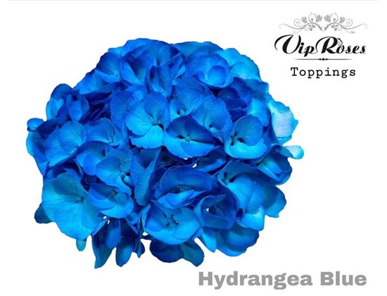 Hortenzija M Blue 60cm c2135