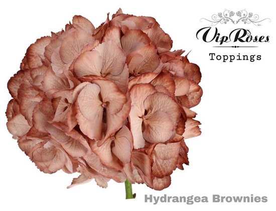 Hortenzija M Brownies 60 Cm c2138