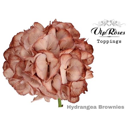 Hortenzija M Brownies 60 Cm c2138