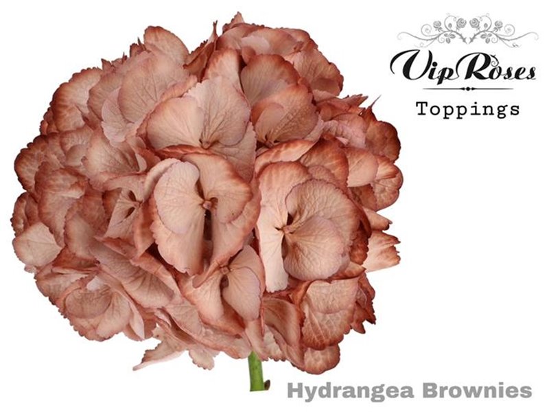 Hortenzija M Brownies 60 Cm c2140