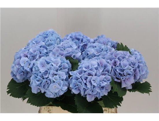 Hortenzija M Ch Lolly Pop Blue c2142