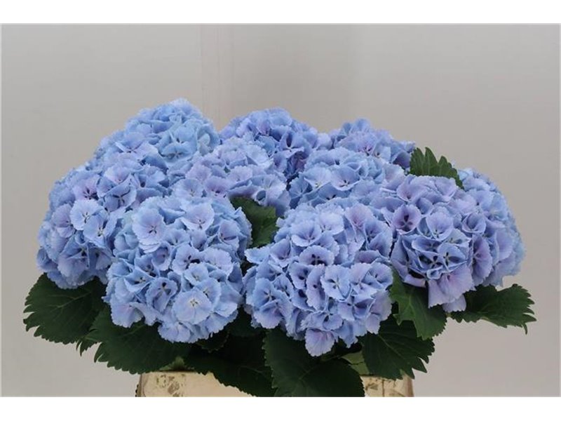 Hortenzija M Ch Lolly Pop Blue c2142
