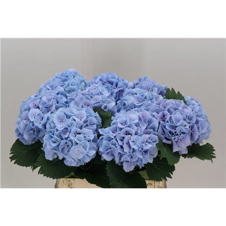 Hortenzija M Ch Lolly Pop Blue c2142