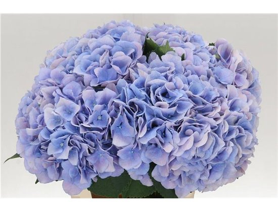 Hortenzija M Ch Marsepein Blue c2143