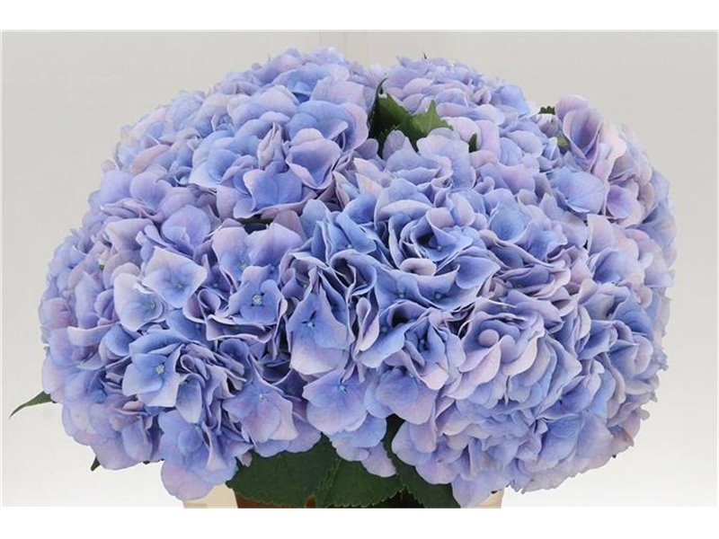 Hortenzija M Ch Marsepein Blue c2143