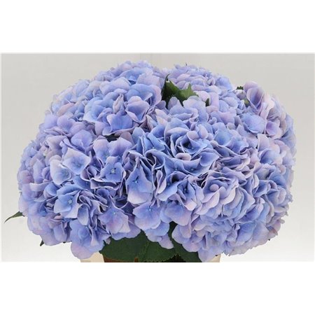 Hortenzija M Ch Marsepein Blue c2143