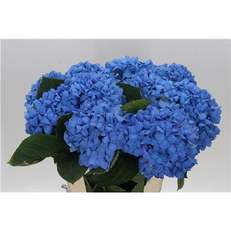 Hortenzija M Ch Pimpernel c2144