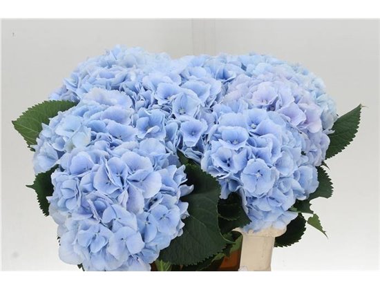 Hortenzija M Ch Verena Blue c2150
