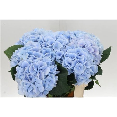 Hortenzija M Ch Verena Blue c2150