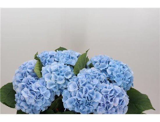 Hortenzija M Ch Verena Blue c2151