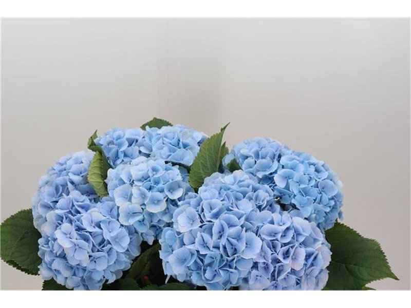 Hortenzija M Ch Verena Blue c2151