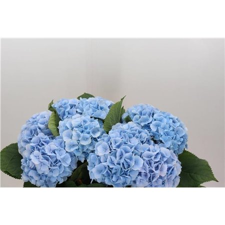 Hortenzija M Ch Verena Blue c2151