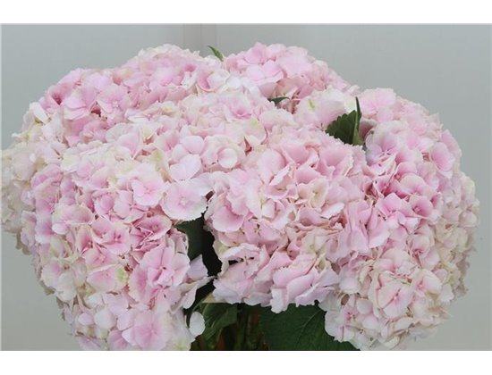 Hortenzija M Ch Verena Classic c2153