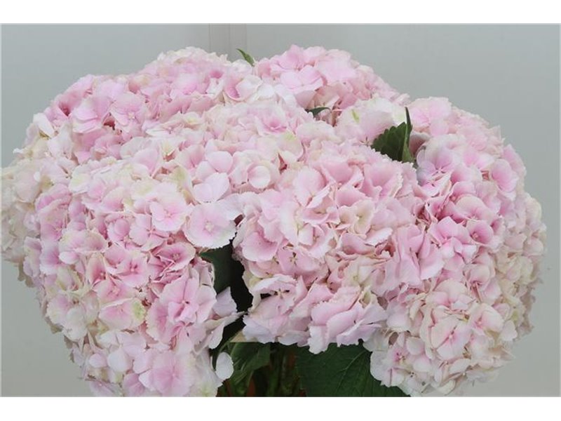 Hortenzija M Ch Verena Classic c2153