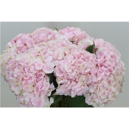 Hortenzija M Ch Verena Classic c2153