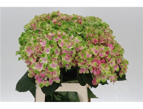 Hortenzija M Mag Amethyst c2158