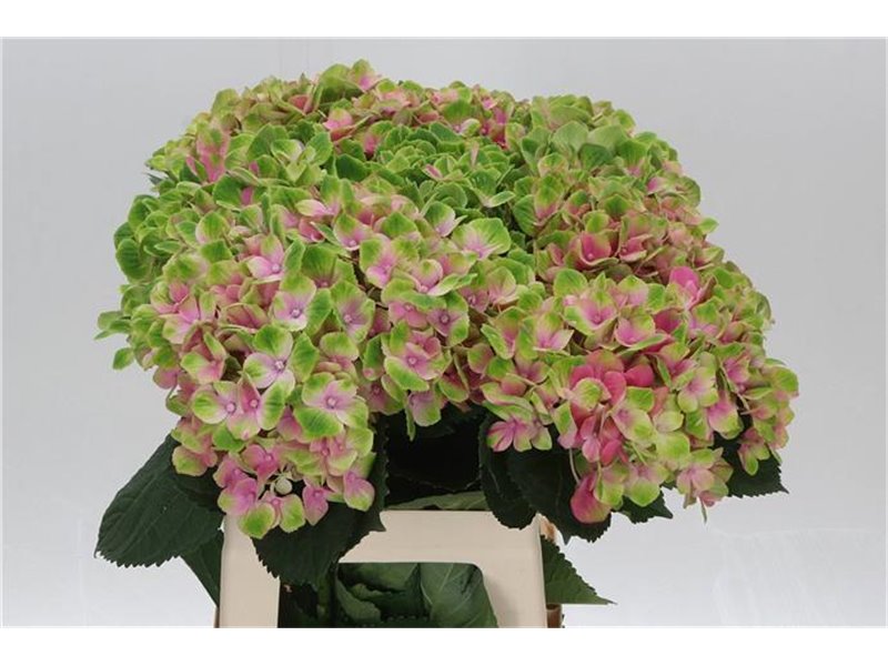 Hortenzija M Mag Amethyst c2158