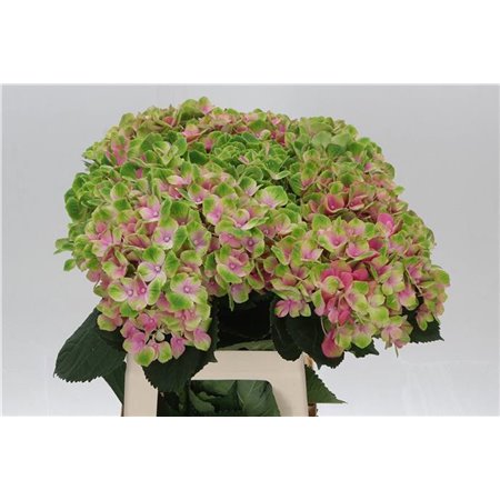 Hortenzija M Mag Amethyst c2158