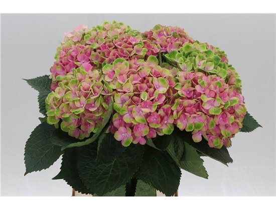 Hortenzija M Mag Amethyst c2159