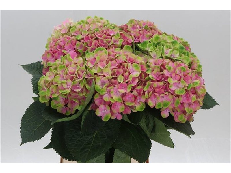 Hortenzija M Mag Amethyst c2159