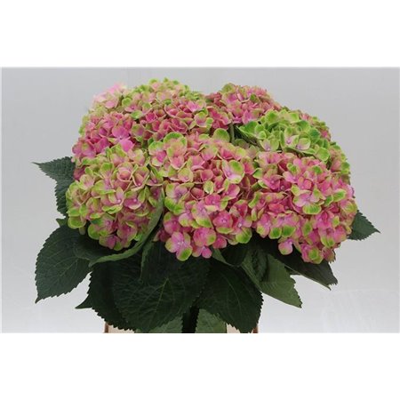 Hortenzija M Mag Amethyst c2159