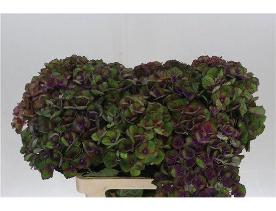 Hortenzija M Mag Charlotte Blue c2160