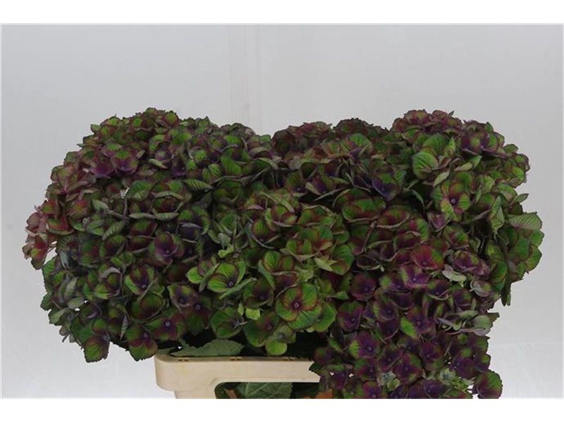 Hortenzija M Mag Charlotte Blue c2160