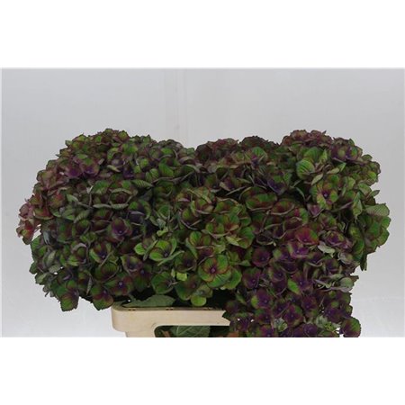 Hortenzija M Mag Charlotte Blue c2160