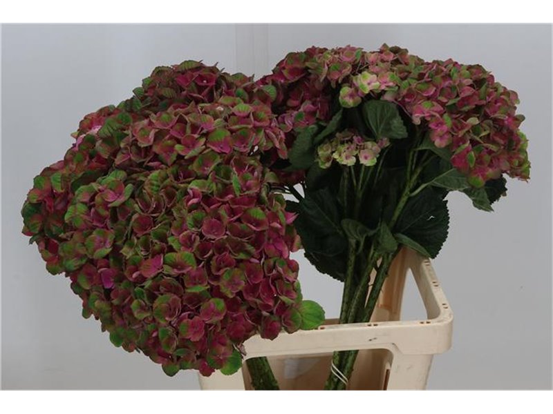 Hortenzija M Mag Charlotte Blue c2161