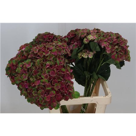 Hortenzija M Mag Charlotte Blue c2161