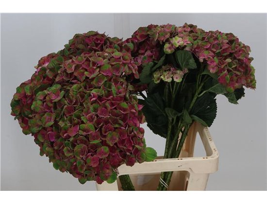 Hortenzija M Mag Charlotte Red c2162