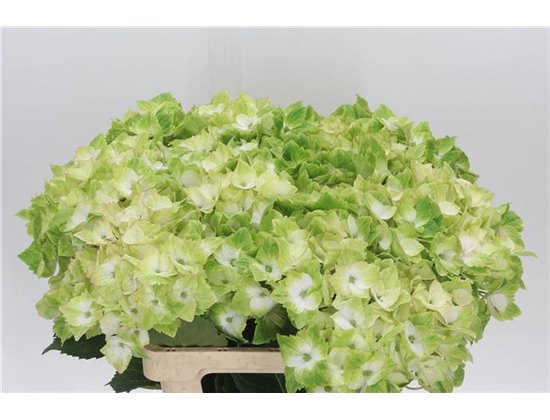 Hortenzija M Mag Noblesse c2163