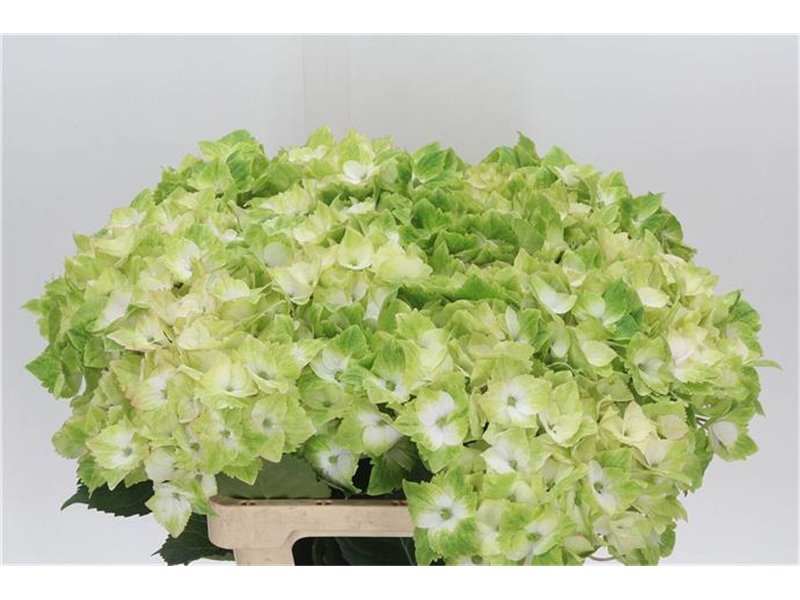 Hortenzija M Mag Noblesse c2163