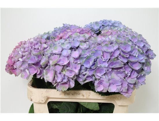Hortenzija M Mag Opal Milka c2166