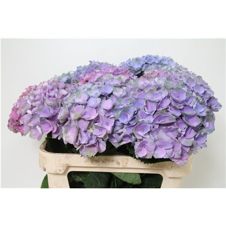 Hortenzija M Mag Opal Milka c2166