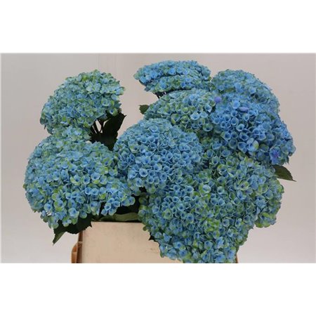 Hortenzija M Mag Revolution Pa c2169