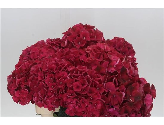 Hortenzija M Mag Rubyred c2171