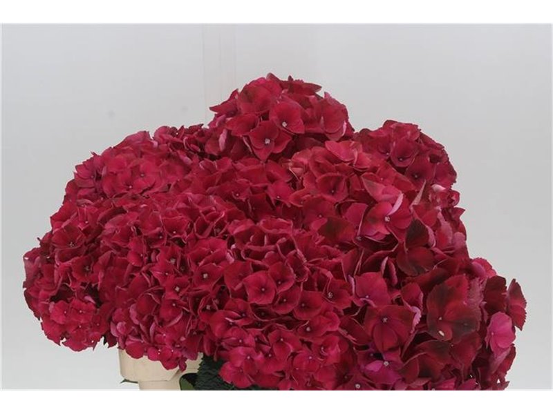 Hortenzija M Mag Rubyred c2171
