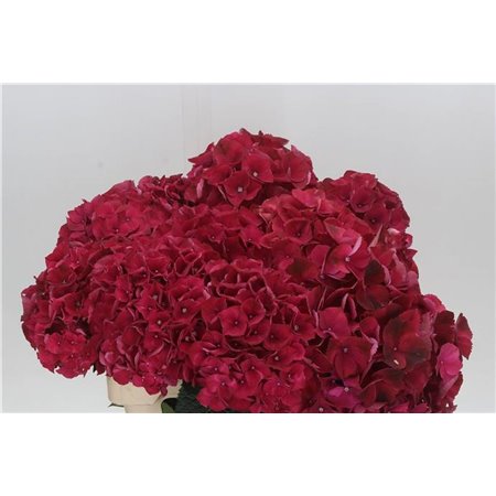 Hortenzija M Mag Rubyred c2171