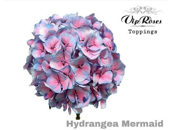 Hortenzija M Mermaid 60 Cm c2173