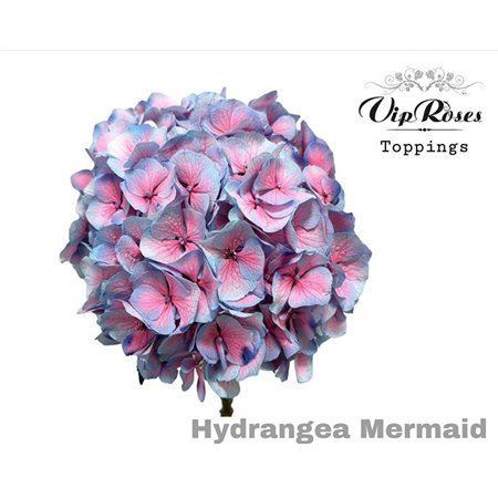 Hortenzija M Mermaid 60 Cm c2173