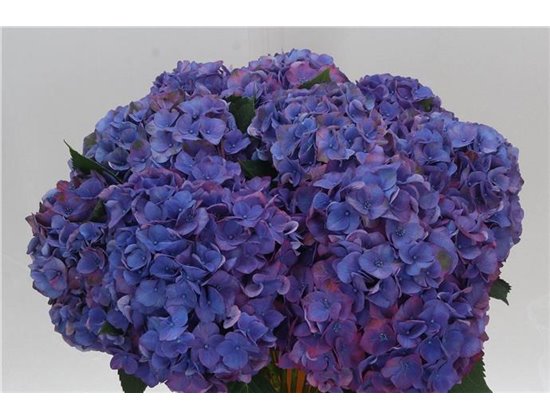 Hortenzija M Midnight Sky c2174