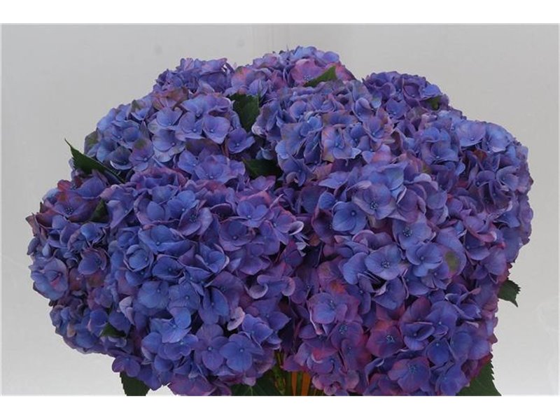 Hortenzija M Midnight Sky c2174
