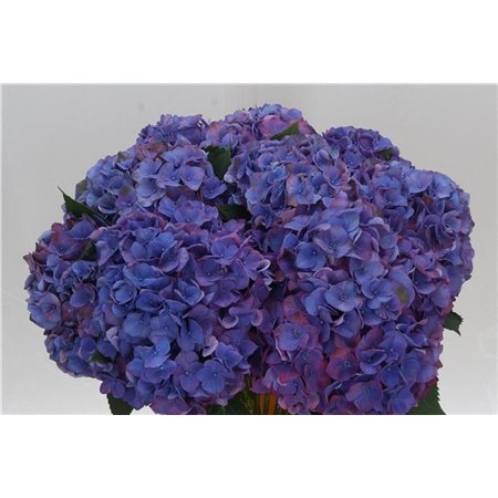 Hortenzija M Midnight Sky c2174