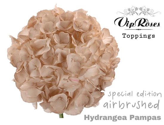 Hortenzija M Pampas 60 Cm c2184