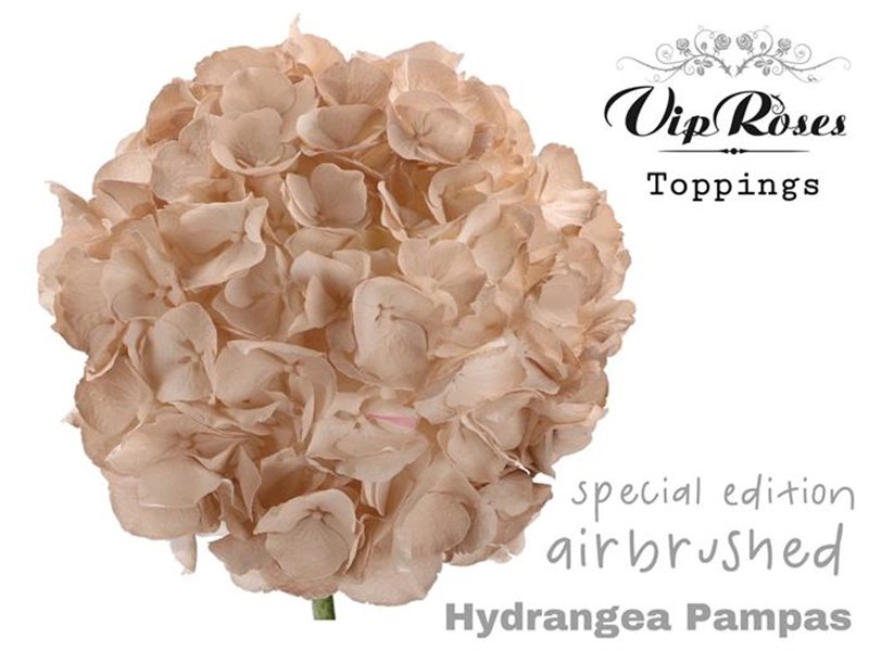Hortenzija M Pampas 60 Cm c2184