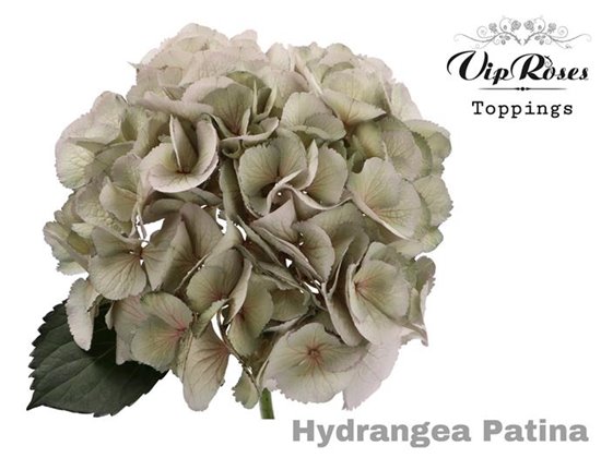Hortenzija M Pampas 60 Cm c2185
